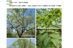 赤峰大樹家具廠電話號(hào)碼多少