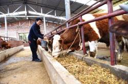 赤峰橋頭養(yǎng)牛場電話多少號