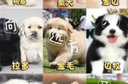 赤峰賣貓咪的寵物店電話號(hào)碼