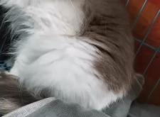 內(nèi)蒙古赤峰領(lǐng)養(yǎng)貓電話號碼