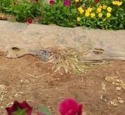 赤峰盤飾鮮花店電話地址查詢