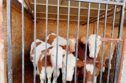 赤峰活牛運輸公司電話多少號