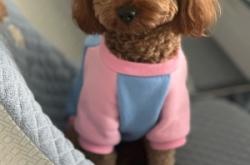 赤峰市領(lǐng)養(yǎng)泰迪狗狗電話號碼