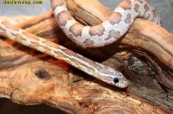 赤峰寵物錦蛇養(yǎng)殖場(chǎng)電話(huà)號(hào)碼