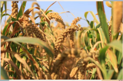 赤峰市劉增小米售后電話號碼