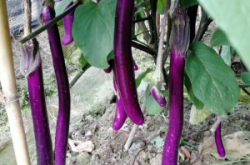 赤峰圓茄苗定購(gòu)電話號(hào)碼查詢