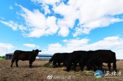 赤峰養(yǎng)牛場聯(lián)系電話查詢地址