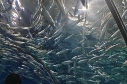 赤峰龍門水族館電話號(hào)碼多少