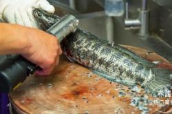 赤峰現(xiàn)殺牛肉店地址電話號碼