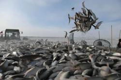 赤峰賣華子魚電話地址查詢