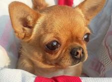 內(nèi)蒙赤峰收狗電話號(hào)碼查詢是多少