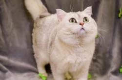 赤峰繁育貓舍電話號(hào)碼查詢是多少