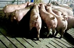 三豐種業(yè)赤峰代理公司電話號(hào)碼