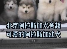 赤峰阿拉斯加狗舍電話號(hào)碼