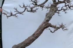 赤峰哪里有賣花的盆景