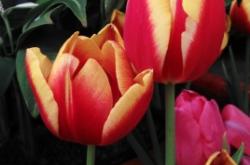 赤峰天虹花卉市場電話號碼