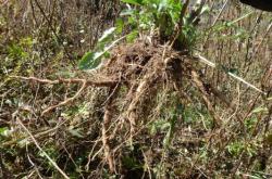 赤峰細(xì)葉芒種植基地電話號(hào)碼