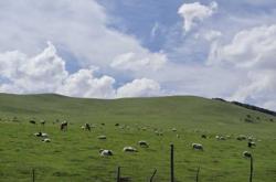 赤峰石林寵物醫(yī)院電話號(hào)碼多少