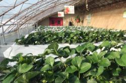 赤峰摘草莓團(tuán)購(gòu)電話是多少號(hào)