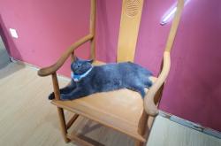 赤峰夢(mèng)幻島貓咖館電話(huà)號(hào)碼