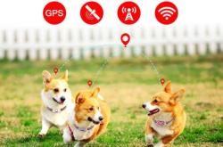 赤峰市免費(fèi)找狗團(tuán)隊(duì)電話號(hào)碼