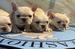 赤峰星月寵物店電話號(hào)碼多少