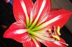 內(nèi)蒙古赤峰送花電話號(hào)碼是多少