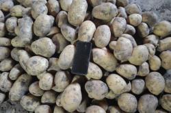 赤峰土豆種植基地電話號碼