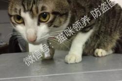 赤峰領(lǐng)養(yǎng)貓咪館電話多少號