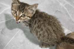 赤峰領養(yǎng)貓狗電話多少號碼