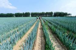 赤峰通遼大蔥基地電話號(hào)碼