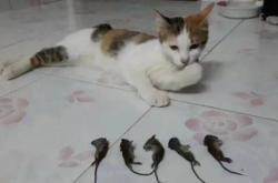 赤峰賣防老鼠糧倉電話號碼是多少