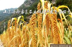 赤峰谷子種子批發(fā)電話地址查詢