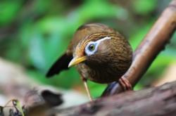 赤峰市畫(huà)眉鳥(niǎo)店地址電話號(hào)碼