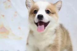 赤峰回收比熊電話(huà)多少號(hào)