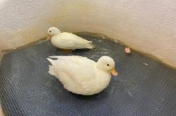 赤峰朝陽動物園電話號碼多少