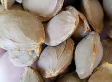 赤峰山杏核收購商電話號碼