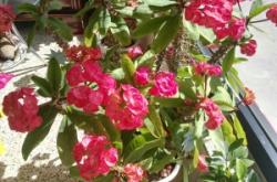 赤峰市寧城縣戶籍電話號碼