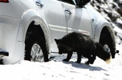 赤峰違法捕獵舉報電話是多少號