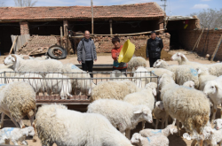 赤峰養(yǎng)羊場出租電話號碼是多少