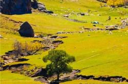 赤峰林西餃子館地址電話號碼