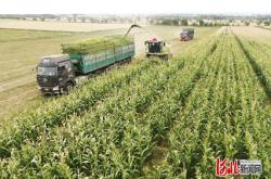 赤峰市收青儲玉米電話號碼