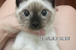 赤峰暹羅貓領(lǐng)養(yǎng)地址電話號碼