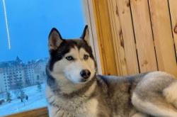 赤峰萬(wàn)達(dá)萌寵屋電話號(hào)碼