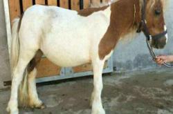 赤峰矮馬養(yǎng)殖廠(chǎng)電話(huà)地址查詢(xún)