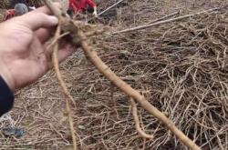 赤峰中藥材種子銷售電話號(hào)碼