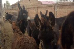 赤峰賣驢電話是多少錢啊