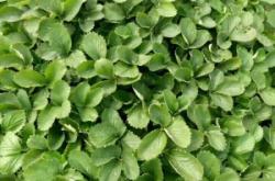 赤峰寵物育苗基地電話多少號(hào)