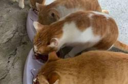 赤峰免費(fèi)領(lǐng)貓糧的地方電話號碼