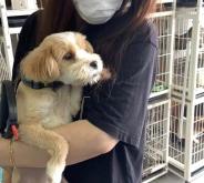 赤峰市內(nèi)寵物救助站電話號碼